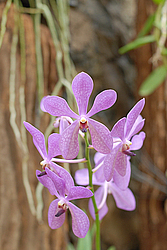 �������, ������������ �������, �����, �������