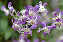 �������, ������������ �������, �����