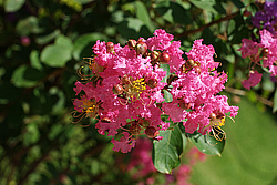 �������, ������������ �������, �����