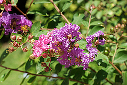 �������, ������������ �������, �����