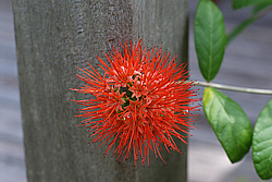 �������, ������������ �������, �����