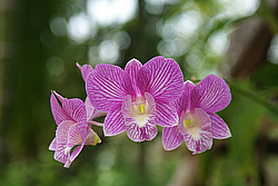 �������, ������������ �������, �����, �������