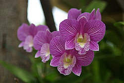 �������, ������������ �������, �����, �������