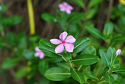 �������, ������������ �������, �����