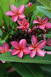 �������, ������������ �������, �����