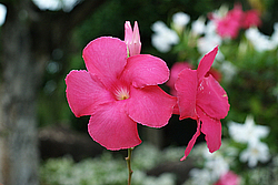 �������, ������������ �������, �����