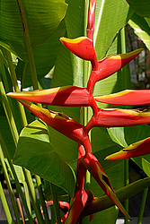 �������, ������������ �������, �����