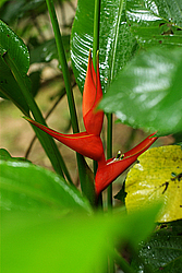 �������, ������������ �������, �����