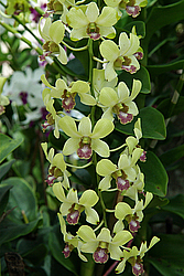 �������, ������������ �������, �����, �������