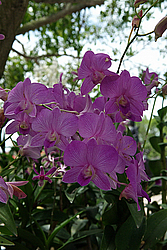 �������, ������������ �������, �����, �������