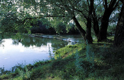 Willows above a pond