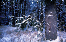 Winter wood