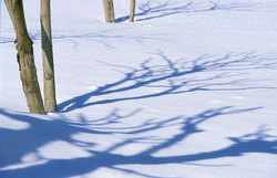 Shadows from trees on snow
