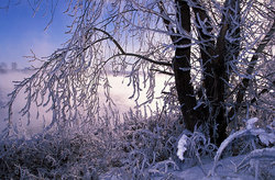 Winter landscape with a tree