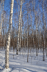 ������, ����������� ����, ���������� ����������