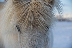 �������� ������ (Equus ferus caballus) ��������