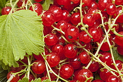 ��� �� ������� ���������