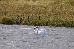 ������� ������