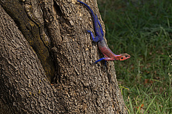 ������� ������