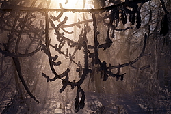 ���� � ����� ������ ������� ���� �������