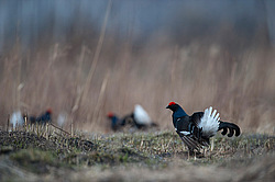 ������� (Lyrurus tetrix) ��� � ���������� �������