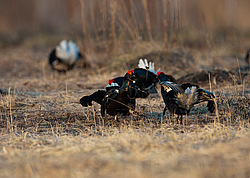 ������� (Lyrurus tetrix) ��� � ���������� �������