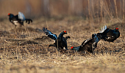 ������� (Lyrurus tetrix) ��� � ���������� �������