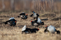 ������� (Lyrurus tetrix) ��� � ���������� �������