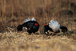 ������� (Lyrurus tetrix) ��� � ���������� �������