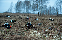 ������� (Lyrurus tetrix) ��� � ���������� �������