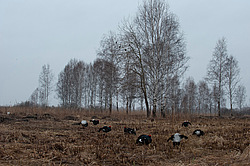 ������� (Lyrurus tetrix) ��� � ���������� �������