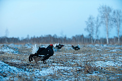 ������� (Lyrurus tetrix) ��� � ���������� �������