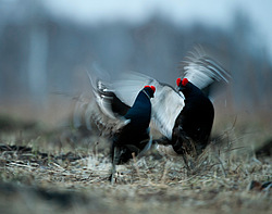 ������� (Lyrurus tetrix) ��� � ���������� �������