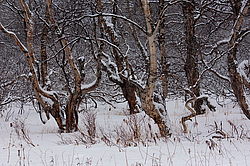 ��������, ������� ���������� �����������, �������� �������� �����