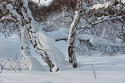 ��������, ������� ���������� �����������, �������� �������� �����