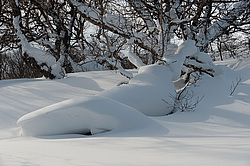 ��������, ������� ���������� �����������, �������� �������� �����