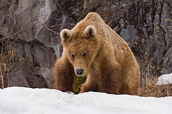 ����� ������� (Ursus arctos). ��������, ����� ����������,  ����-���������� ��������