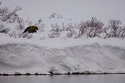 ����� ������� (Ursus arctos). ��������, ����� ����������,  ����-���������� ��������