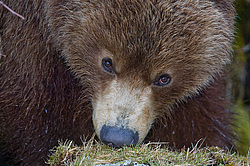 ����� ������� (Ursus arctos). ��������, ����� ����������,  ����-���������� ��������