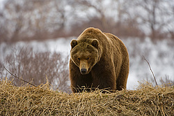 ����� ������� (Ursus arctos). ��������, ����� ����������,  ����-���������� ��������