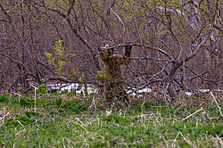 ����� ������� (Ursus arctos). ��������, ����� ����������,  ����-���������� ��������