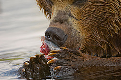 ����� ������� (Ursus arctos). ��������, ����� ����������,  ����-���������� ��������