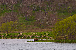 ����� ������� (Ursus arctos). ��������, ����� ����������,  ����-���������� ��������