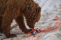 ����� ������� (Ursus arctos). ��������, ���� ����������, ����� ���������� ,  ����-���������� ��������