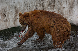 ����� ������� (Ursus arctos). ��������, ���� ����������, ����� ���������� ,  ����-���������� ��������
