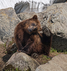 ����� ������� (Ursus arctos). ��������, ���� ����������, ����� ���������� ,  ����-���������� ��������