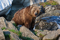 ����� ������� (Ursus arctos). ��������, ���� ����������, ����� ���������� ,  ����-���������� ��������