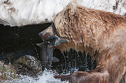 ����� ������� (Ursus arctos). ��������, ���� ����������, ����� ���������� ,  ����-���������� ��������