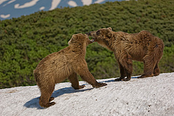 ����� ������� (Ursus arctos). ��������, ���� ����������, ����� ���������� ,  ����-���������� ��������