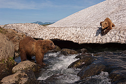 ����� ������� (Ursus arctos). ��������, ���� ����������, ����� ���������� ,  ����-���������� ��������